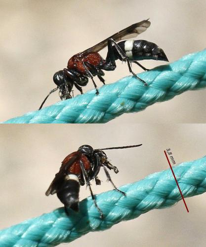 Réf. 212 203 : Oryttus concinnus